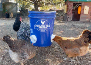 poultry gravity feeder