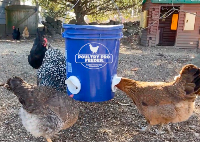 poultry gravity feeder