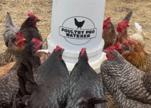 Durable Poultry Waterers