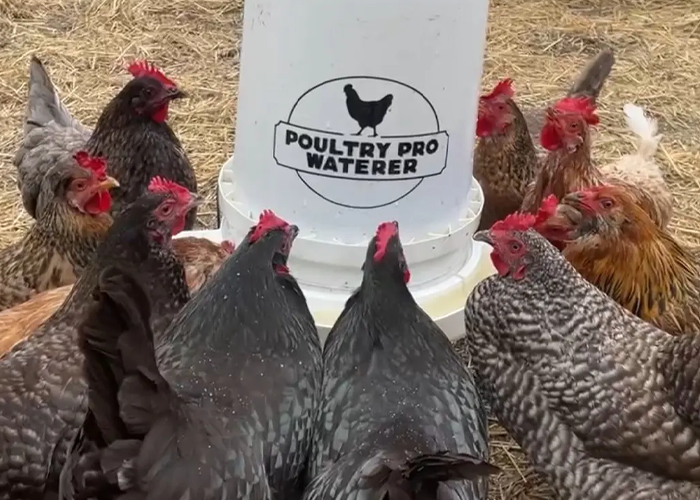 Durable Poultry Waterers