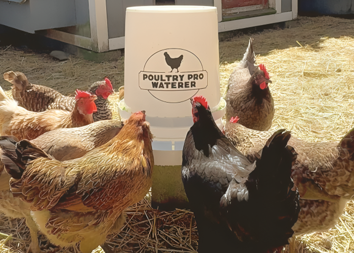 poultry watering system