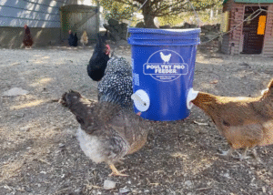 Best chicken feeders