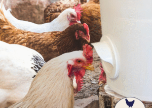 Chicken gravity feeder