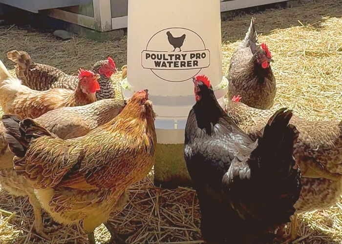 Best Chicken Waterer