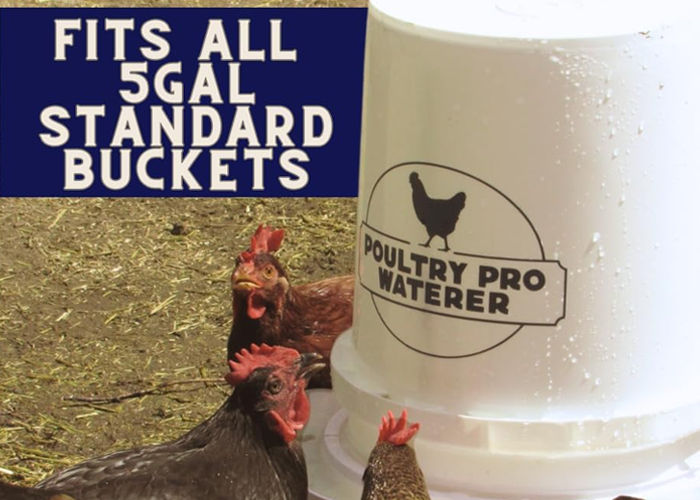 Bucket chicken feeders