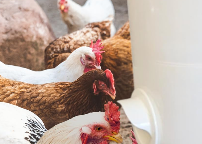 no mess chicken feeder