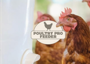 shark tank chicken feeders