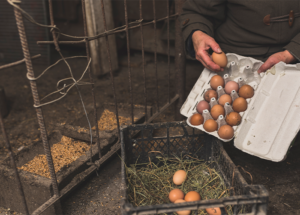 How to Increase Egg Production in Chickens