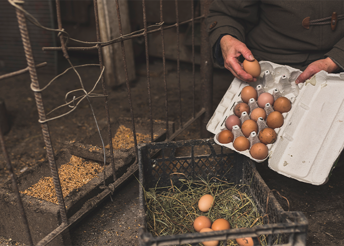 How to Increase Egg Production in Chickens