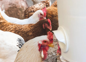 What Foods Chickens Should Never Eat