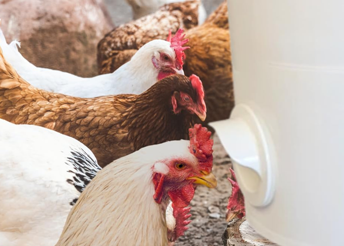 What Foods Chickens Should Never Eat