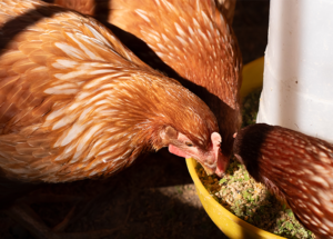 chicken gravity feeder