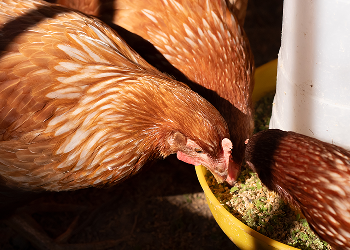 chicken gravity feeder