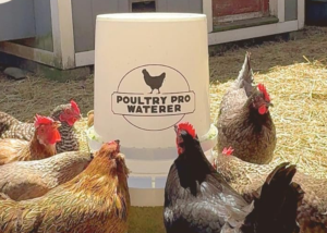 Best Poultry Waterer