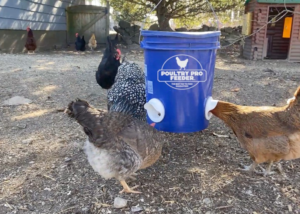 Chicken Feeder Ports
