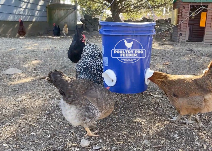 Chicken Feeder Ports