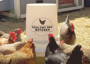 Chicken drinking system