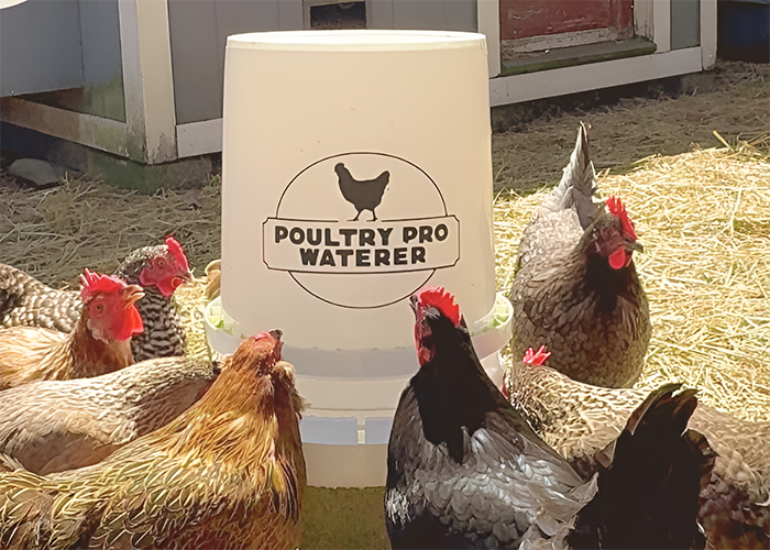 Chicken drinking system