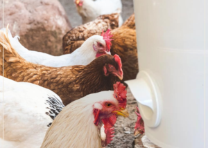 Feeder ports for chickens
