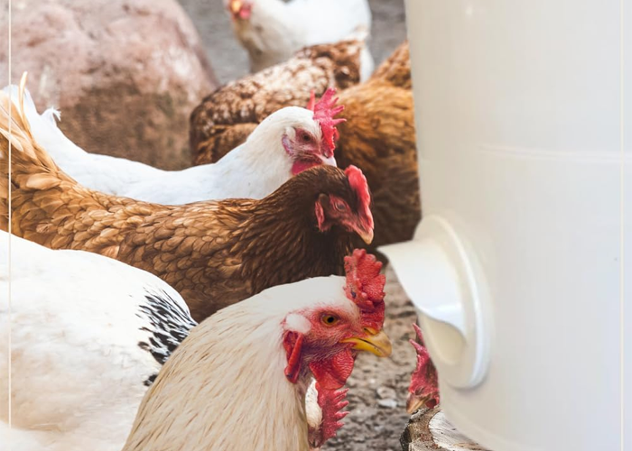 Feeder ports for chickens